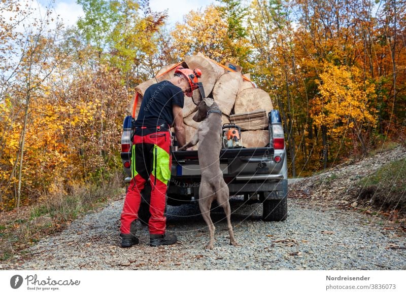 Gemeinsam mit Hund bei der Arbeit im Wald mann hund weimaraner jagdhund freunde partner verspielt waldarbeit forstarbeit forstarbeiter brennholz kaminholz auto