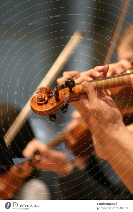 Geige im Orchester Musik für die Sinne Reichtum Freizeit & Hobby Trauerfeier Beerdigung Kopf Hand Finger Menschengruppe Künstler Bühne Veranstaltung Konzert