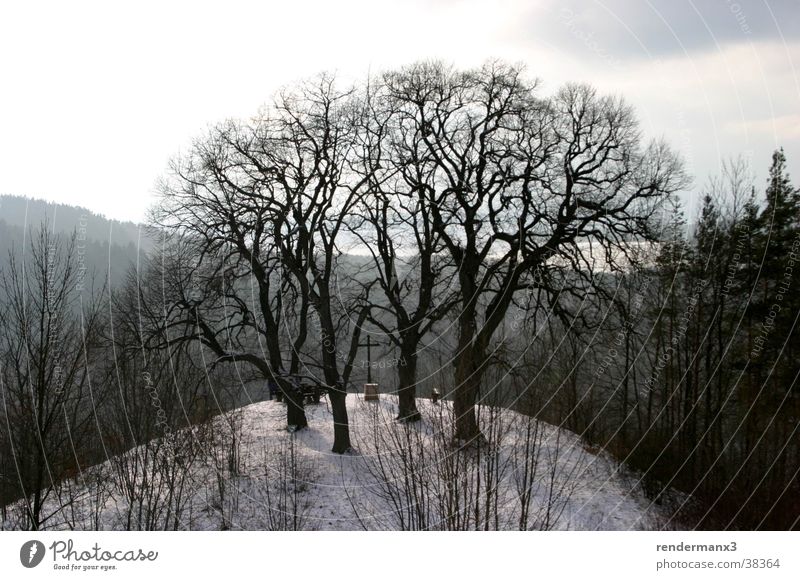 Winterberg Baum Hügel Holz Berge u. Gebirge Schnee