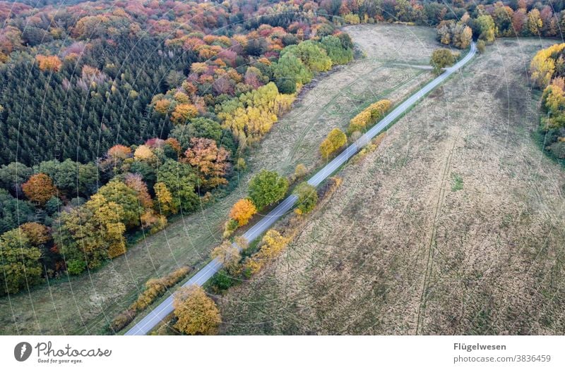 Herbstmalerei herbstlich Herbstlaub Herbstfärbung Herbstbeginn Herbstwald Herbstwetter Herbstlandschaft Herbstgefühle Herbstwind Straße Mecklenburg-Vorpommern