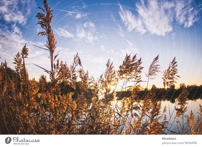 Impressionen am See - Sonnenuntergangsstimmung durch hohe Gräser betrachtet Stimmung Abendstimmung herbstlich Stille Ruhe Landschaft Natur Außenaufnahme Himmel