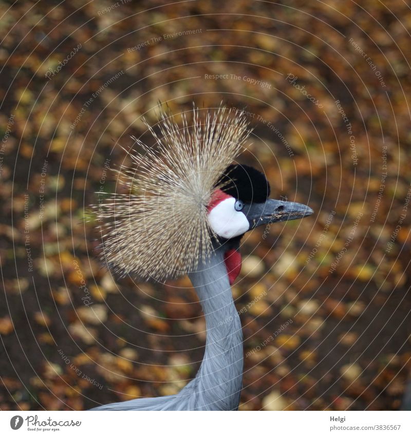 Südafrika-Kronenkranich Kranich Balearica regulorum Grauhals-Kronenkranich Federkrone Gefieder Federwulst Schnabel Tier Vogel Natur Außenaufnahme Farbfoto