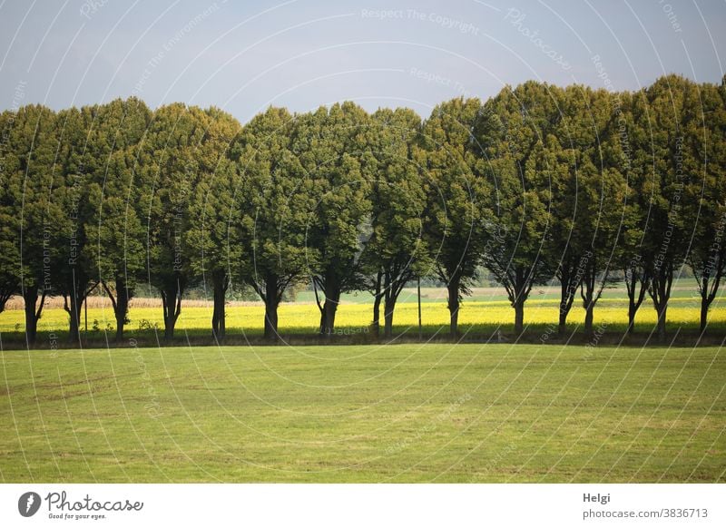 Allee mit Wiese im Vordergrund, Feld mit gelb blühendem Senf im Hintergrund Baum Reihe Baumallee Senfblüte Himmel Natur Umwelt Dorf Landschaft Außenaufnahme