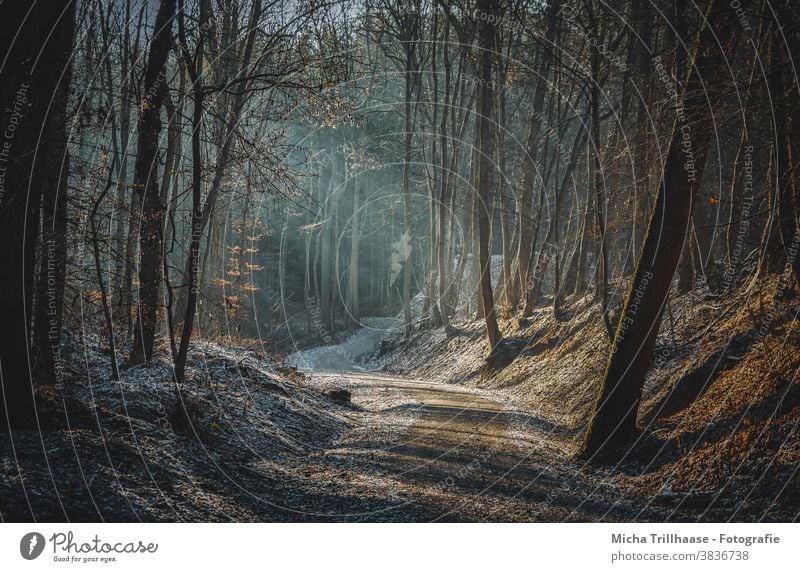 Sonnenstrahlen im Wald Lichterscheinung Baum Herbst Winter Schönes Wetter Sonnenlicht Natur Landschaft wandern Erholung natürlich Lichtschein Raureif Idylle