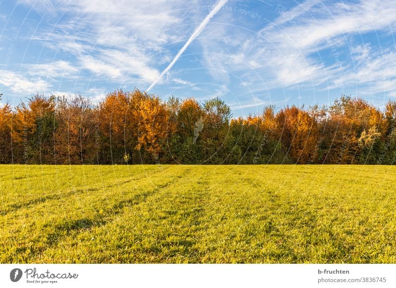 Weide und Wald im Herbst Herbstfarben Jahreszeit Wiese grün Gras Natur Himmel Landschaft Baum Wolken Herbstlicht Herbstlaub bunt Feld Herbsttag Herbstfärbung