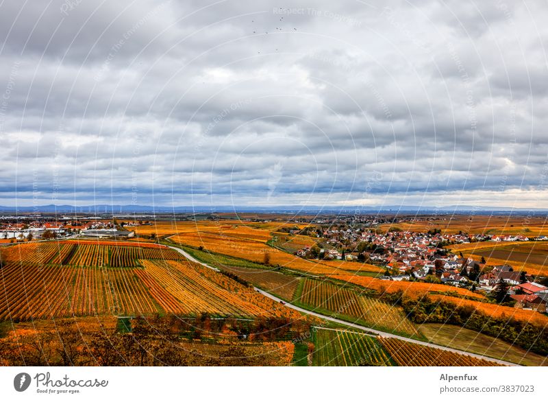 Herbst in der Pfalz Jahreszeiten Oktober Klima mehrfarbig Herbstbeginn Natur Herbstlaub Blatt Herbstfärbung herbstlich Umwelt Tag Licht Außenaufnahme