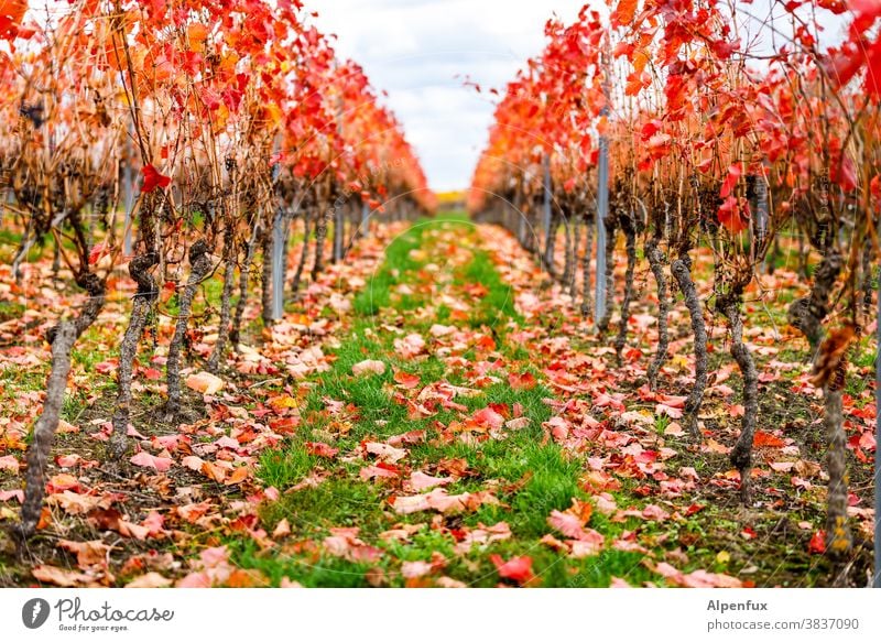 Herbst in Rheinhessen Jahreszeiten Oktober Klima mehrfarbig Herbstbeginn Natur Herbstlaub Blatt Herbstfärbung herbstlich Umwelt Tag Licht Außenaufnahme