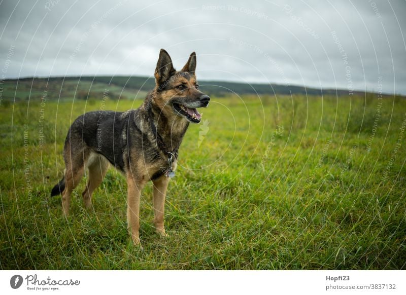 Deutscher Schäferhund auf einer Wiese Hund Haustier Tier Farbfoto Tierporträt Außenaufnahme Fell 1 niedlich Blick Menschenleer Tag Wachsamkeit Schutz Landschaft