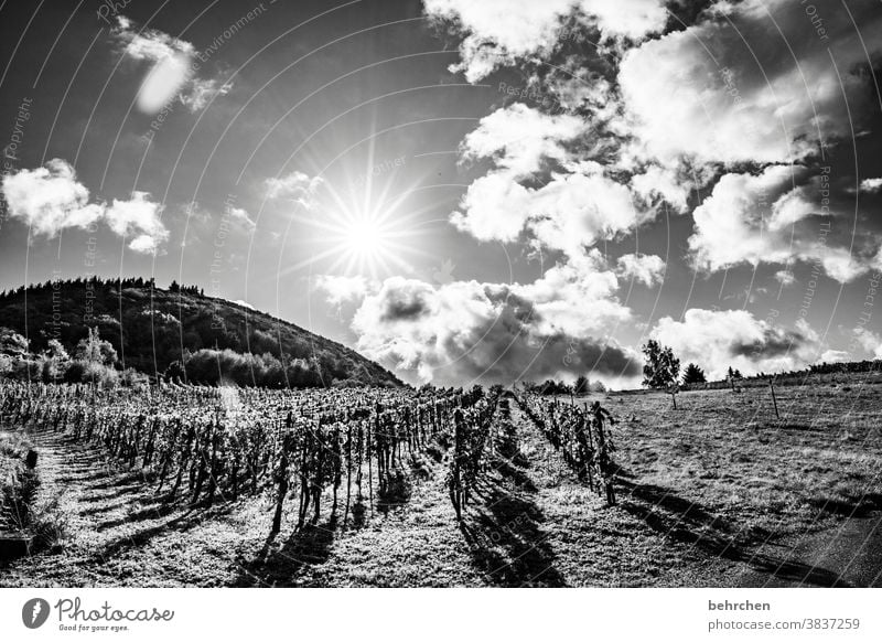 auf regen folgt sonnenschein Wege & Pfade Moselsteig Mosel (Weinbaugebiet) Rheinland-Pfalz Moseltal Hunsrück Sonnenlicht Ruhe Idylle Fluss Flussufer Weinstock