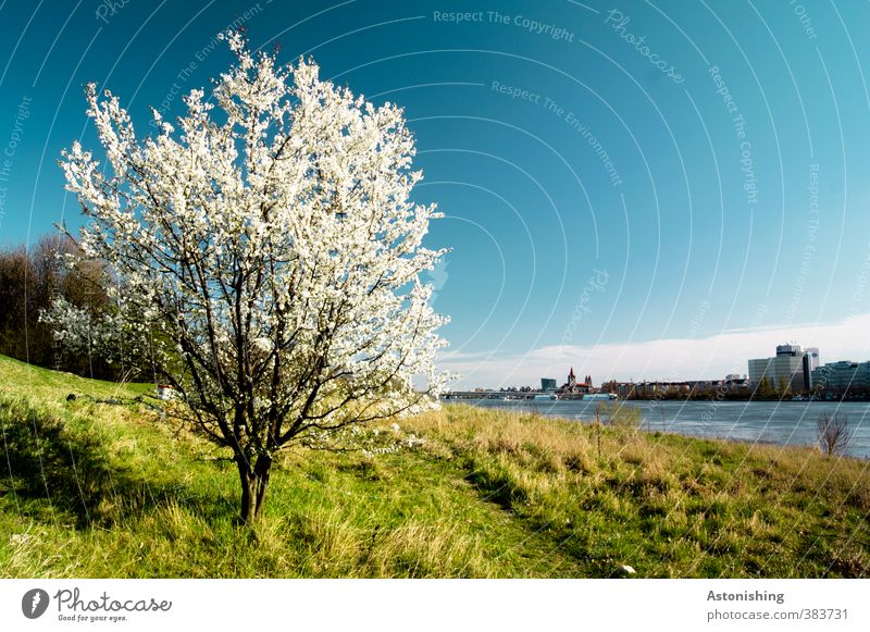 Frühling Umwelt Natur Landschaft Pflanze Himmel Wolken Horizont Wetter Schönes Wetter Wärme Baum Blume Gras Sträucher Blatt Blüte Park Wiese Wald Hügel