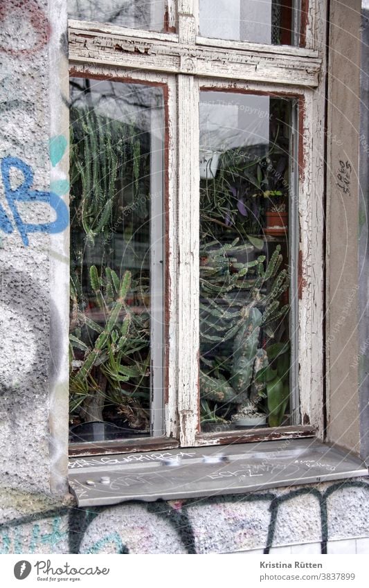 kakteen hinter dem fenster pflanzen kaktus zimmerpflanzen grünpflanzen wohnung grüner daumen wachsen wuchern voll haus gebäude aussen ansicht raum holzfenster