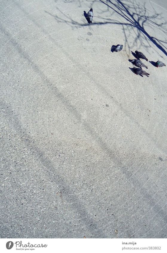 Die kleinen Stadttierchen Tier Wildtier Vogel Taube Tiergruppe Schwarm Tierfamilie Fressen beschmutzen Baum Baumkrone Taubenschlag Asphalt Straße Beton