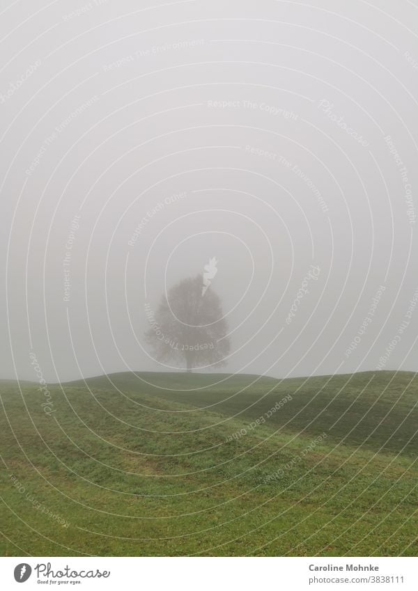 Baum im Nebel grün aussenaufnahme Natur Landschaft Farbfoto Umwelt Pflanze Herbst Licht Schatten Himmel Wiese Feld Tag Gras Menschenleer Morgen Außenaufnahme