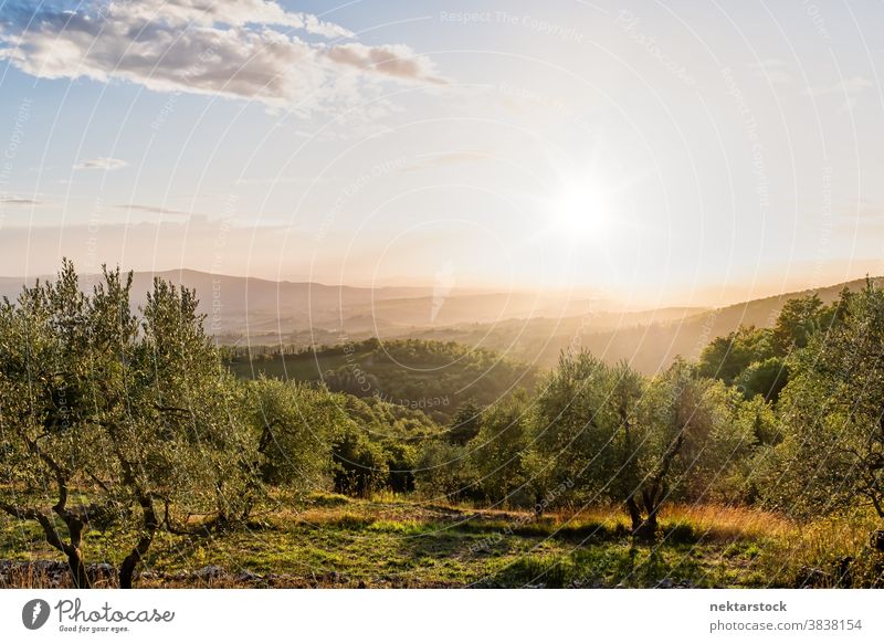 Ländliche Landschaft in der Toskana im Sommer Sonne Himmel Wolkenlandschaft Horizont Italien Ernte ländlich Cloud Laubwerk pflanzlich toskanisch Europa Tag