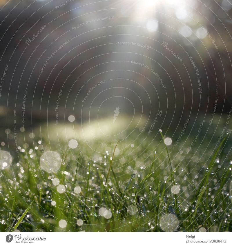 Tautropfen auf der Wiese im Gegenlicht, von Sonnenstrahlen beleuchtet Tropfen Sonnenlicht Morgen morgens nass frisch Bokeh Farbfoto Außenaufnahme Wassertropfen