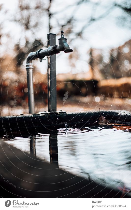 tropfender Brunnen Wasserhahn Friedhof Wassertropfen nass Tropfen Nahaufnahme feucht Reflexion & Spiegelung Natur Pflanze Detailaufnahme Unschärfe Außenaufnahme