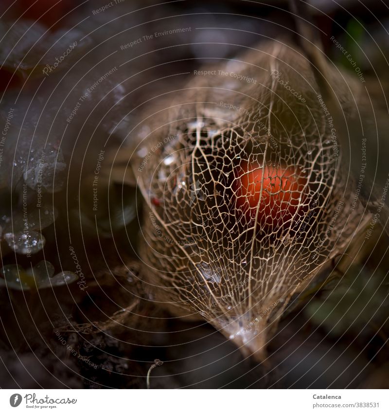 In einem filigranem Netz geschützt liegt die Beere der Physalis Natur Flora Pflanze Lampionblume Frucht Samen vertrocknen Vergänglichkeit Design Orange Garten