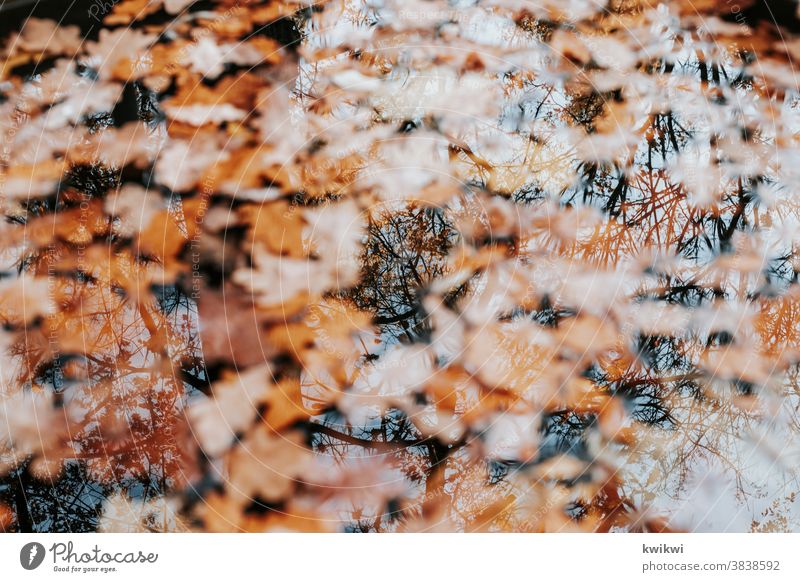 Spiegelung Reflexion & Spiegelung Wasser See Natur ruhig Außenaufnahme Menschenleer Farbfoto Umwelt Himmel Baum Seeufer Tag Wasseroberfläche Schönes Wetter