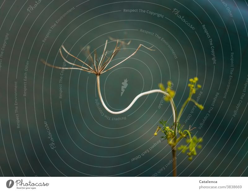 Dill im November Natur Flora Pflanze Herbst Garten Kraut Blüte verwelken wachsen duften Grün Türkis