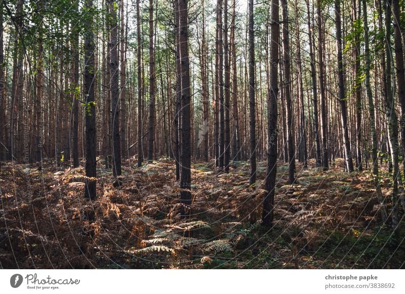 Bäume im Wald Baum Natur Landschaft Außenaufnahme Menschenleer Umwelt Herbst Tag Sonnenlicht Baumstamm Holz Pflanze Farbfoto grün braun Licht Schatten Ruhe