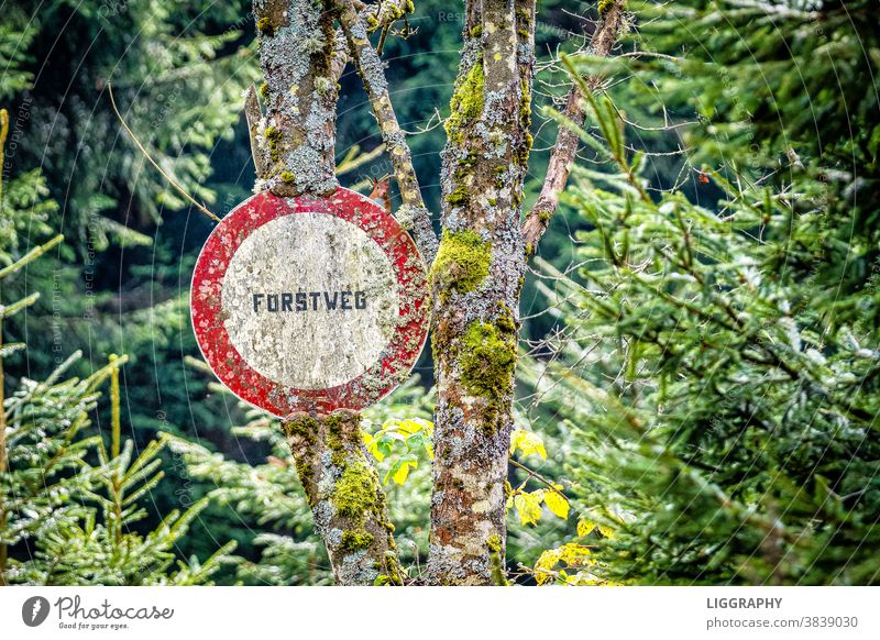 Forstweg fahrverbot Wald Fahrrad Baum Ausflug Fahrradfahren Natur Außenaufnahme Freizeit & Hobby Bewegung unterwegs Wege & Pfade Sommer sportlich Tag Umwelt