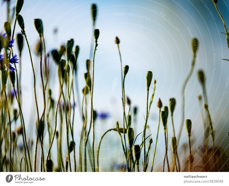 Mohnfeld verwelkn Vergänglichkeit Farbfoto tag himmel mohnkapseln sonnig Blumenbeet frühlingswiese sommerlich gartenblume Wiesenblume Blumenwiese blühen