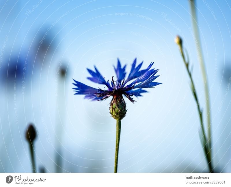 Kornblume himmelblau Himmel frisch Wiese Landschaft rein Frühling Unendlichkeit Park Umweltschutz Sommer Sonne Blüte Natur Pflanze Blume Blühend Duft