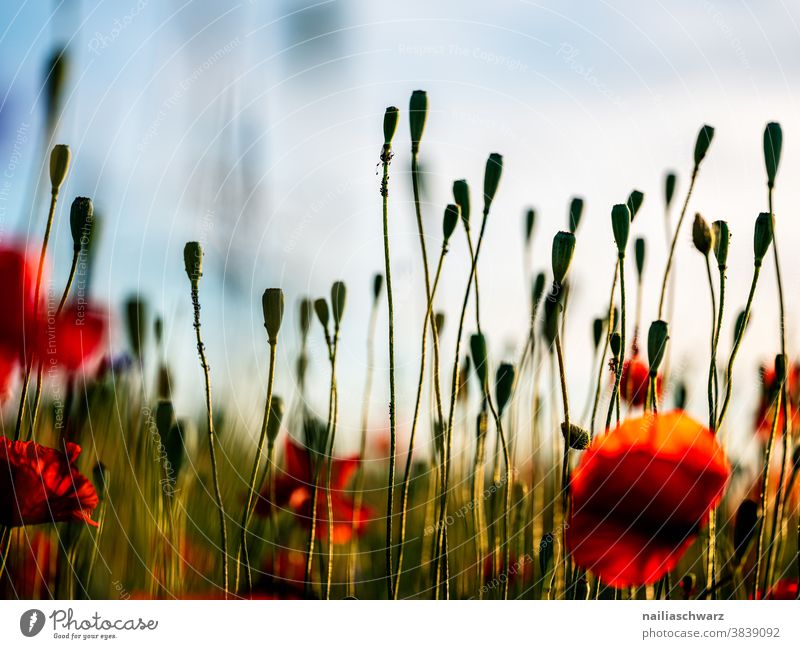 Mohnfeld Abend Blume Sonne Feld Garten Wiese Gras Sommer Blühend blau Idylle Farbe grün rot friedlich Klatschmohn blühen gartenblume Wiesenblume Blumenwiese