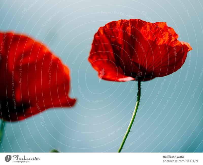 Mohn Farbfoto mohnkapseln sonnig tag himmel Blumenbeet frühlingswiese Blumenwiese sommerlich Wiesenblume gartenblume blühen Klatschmohn blau grün rot friedlich