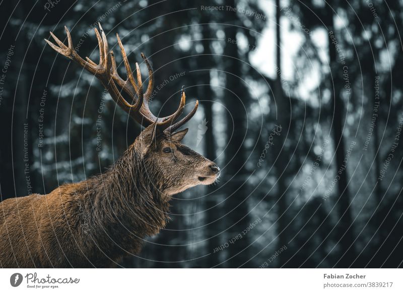 Hirsch im Allgäuer Winterwald Deutschland Europa Hirsche Schwangau Tiere Wald Wildlife Geweih Hirschgeweih Rotwild Bäume Nadelwald Baumstamm Tierporträt