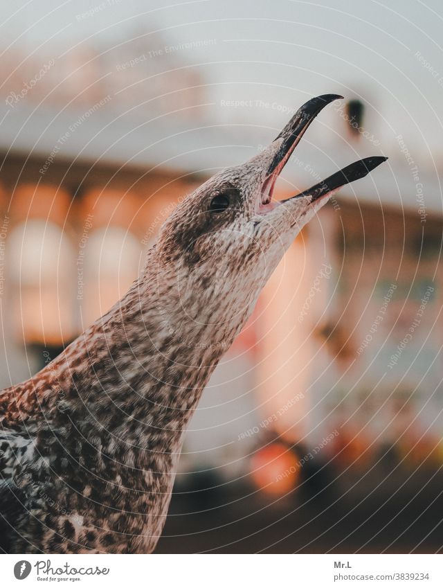 Hungrige Möwe Tier Natur Außenaufnahme Vogel Tierporträt Farbfoto Menschenleer Wildtier Tiergesicht Nahaufnahme Feder Schnabel Detailaufnahme Sonnenlicht Tag