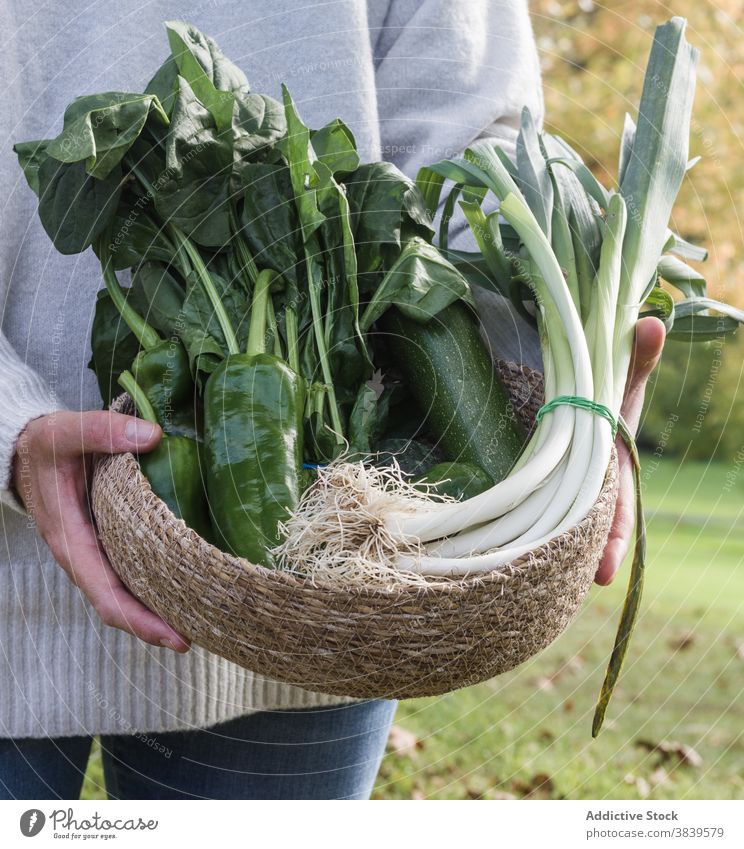 Ackerbauer mit Ernte im Korb Landwirt Gemüse geschmackvoll Landschaft Saison Lebensmittelgeschäft grün Weide reif Natur ländlich organisch Gesundheit Garten