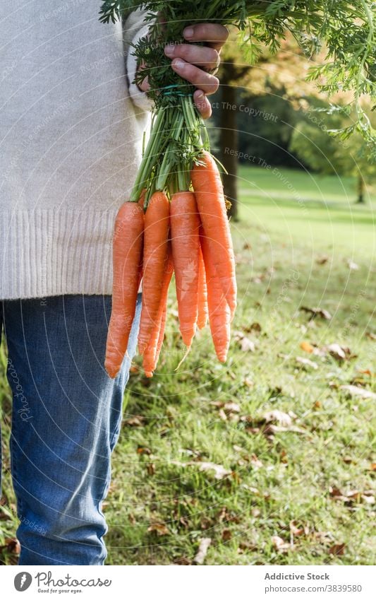 Landwirt mit Bündel Karotten im Garten Möhre Ernte Gemüse Haufen reif frisch Landschaft Dorf Saison grün Rasen organisch ländlich Natur Feld Pflanze Ackerbau