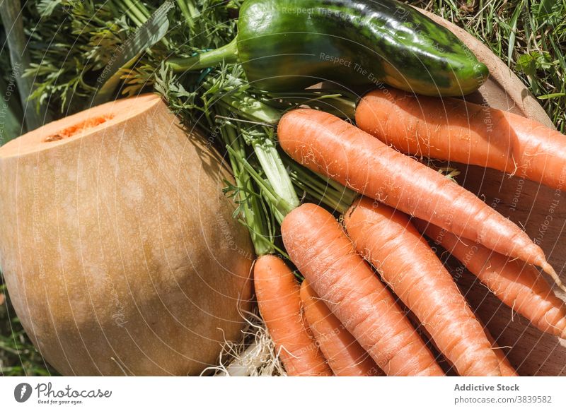 Appetitliche Ernte vor Ort im Dorf Gemüse verschiedene sortiert Saison Landschaft Bauernhof gesunde Ernährung Diät geschmackvoll sonnig Ackerbau organisch