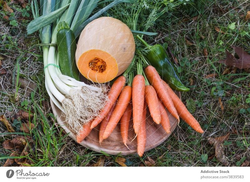 Appetitliche Ernte vor Ort im Dorf Gemüse verschiedene sortiert Saison Landschaft Bauernhof gesunde Ernährung Diät geschmackvoll sonnig Ackerbau organisch