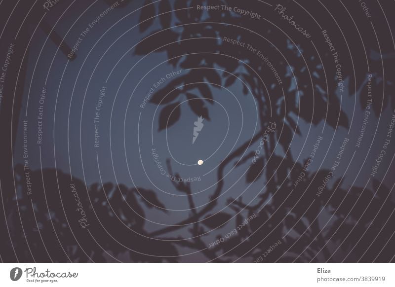 Der Mond scheint hell am Nachthimmel und wird von dunklen Ästen eingerahmt Himmel scheinen nachts dunkel Bäume Mondschein Vollmond blau