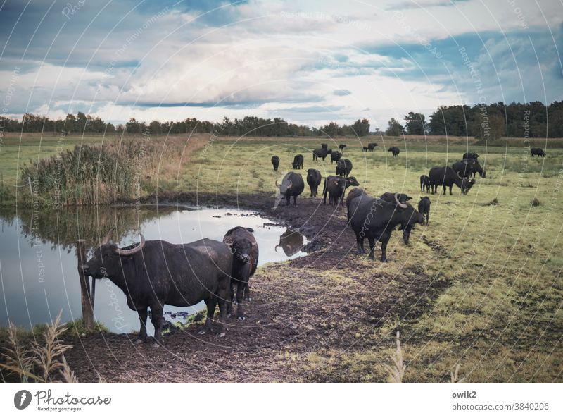 Hornvieh Wasserbüffel Asiatische Büffel Wasserstelle Tränke Versorgung Koppel Horizont Weide Menge Tiergruppe viele Abend Abendstimmung Heinweg Feierabend Natur