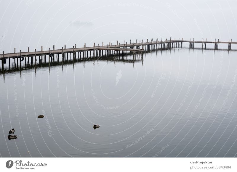 Ruhige See am Steinhuder Meer mit Enten Landschaft Ausflug Natur Wanderung Umwelt wandern Pflanze Herbst Akzeptanz Vertrauen Glaube Naturerlebnis herbstlich