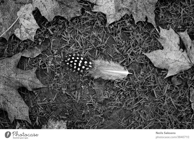 Eine Perlhuhnfeder mit Herbstahornblättern liegt im Schwarz-Weiß-Bild des Grases Lettland Hintergrund schön Schönheit Vogel Vogelfeder Grashalme hell Windstille