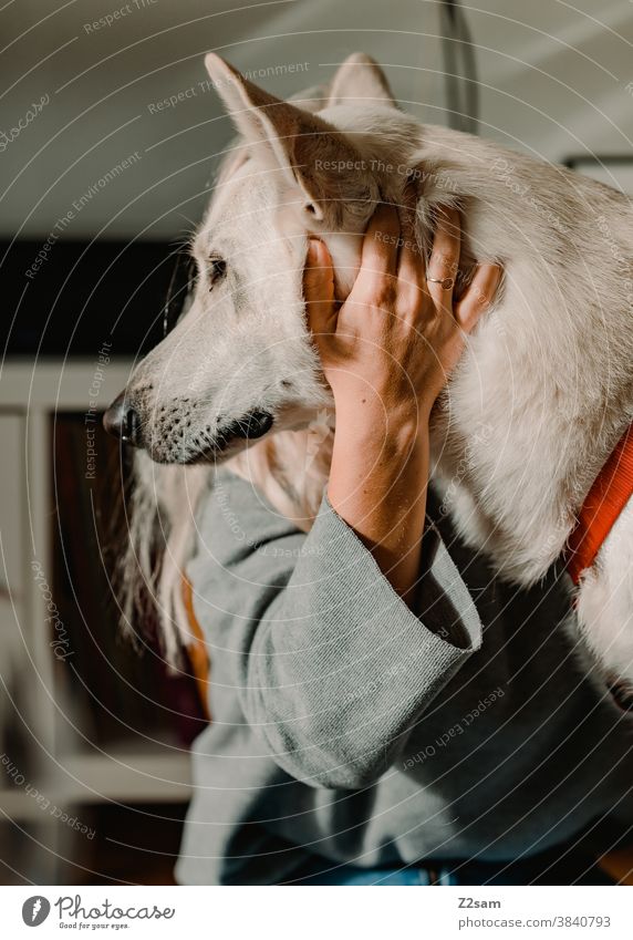 junge Frau spielt mit ihrem Hund Schäferhund weiß Zuneigung Liebe Haustier Kuscheln Streicheln Spielen Freundschaft Zusammensein Glück Farbfoto Tier niedlich