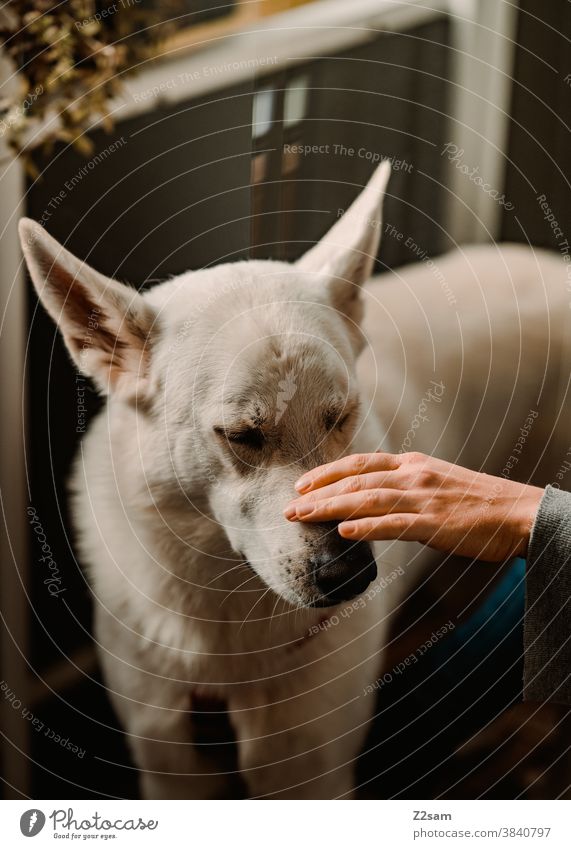 Junge Frau streichelt weißen Schäferhund auf dem Balkon schäferhund zuneigung liebe haustier junge frau blond hübsch zuhause balkon wohnung natur sommer sonne