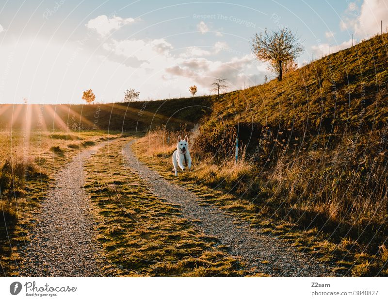 Weißer Schäferhund läuft auf einem Feld im Sonnenuntergang gassi gehen schäferhund spazieren weiß sommer sonne wärme lichtstrahl sonnenstrahlen feld natur