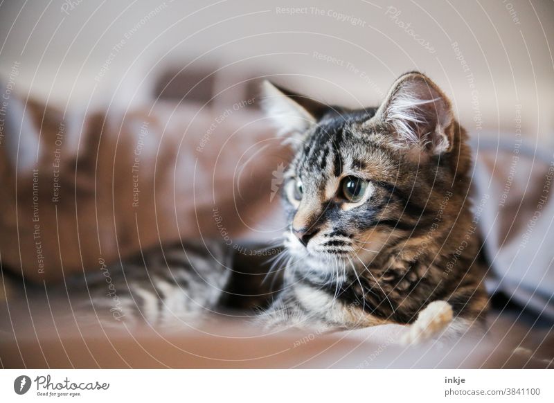 Katzenjunges. Sehr niedlich. Farbfoto Innenausnahme Katzenportrait Haustier Hauskatze Niedlich getigert Nahaufnahme Schwache Tiefenschärfe gemütlich braun grau