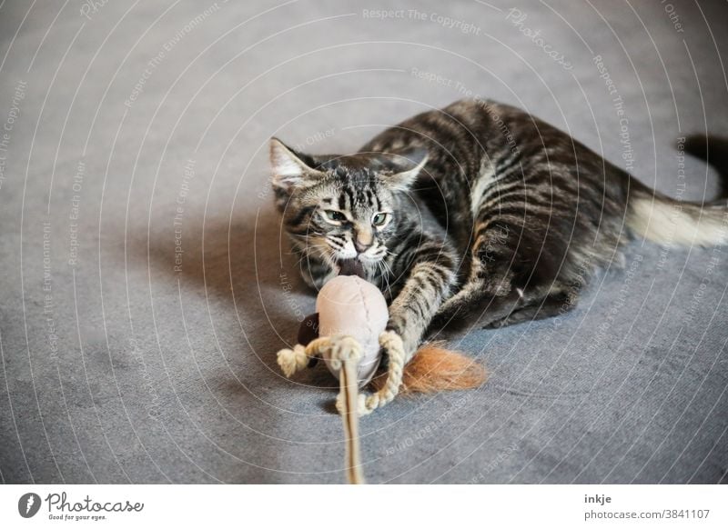 schielendes Katzenkind spielt mit Stofftier farbfoto Innenaufnahme Tierportrait Nahaufnahme Haustier Katzenjunges Spielen Kampf Beute Schielen Niedlich Fangen