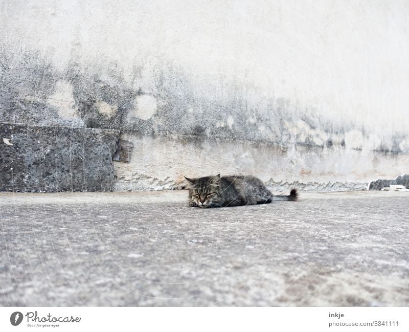 sehr müde, ziemlich alte Straßenkatze liegt vor Betonfassade und schläft Außenaufnahme Farbfoto Gedeckte Farben Katze Wildtier Müde Krank grau Fassade Wand