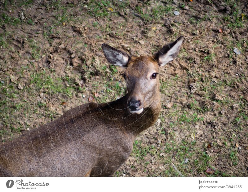 Lauscher mit Rehblick dreht sein Haupt Tiergesicht 1 Wachsamkeit Mittelpunkt Tierporträt Blick in die Kamera Blick nach hinten Vogelperspektive Wildtier