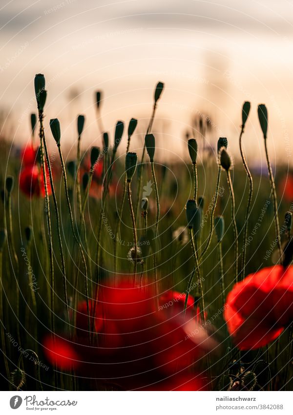 Mohnfeld, Abend Farbfoto mohnkapseln sonnig tag himmel Blumenbeet frühlingswiese Blumenwiese sommerlich Wiesenblume gartenblume blühen rhoeas papaver