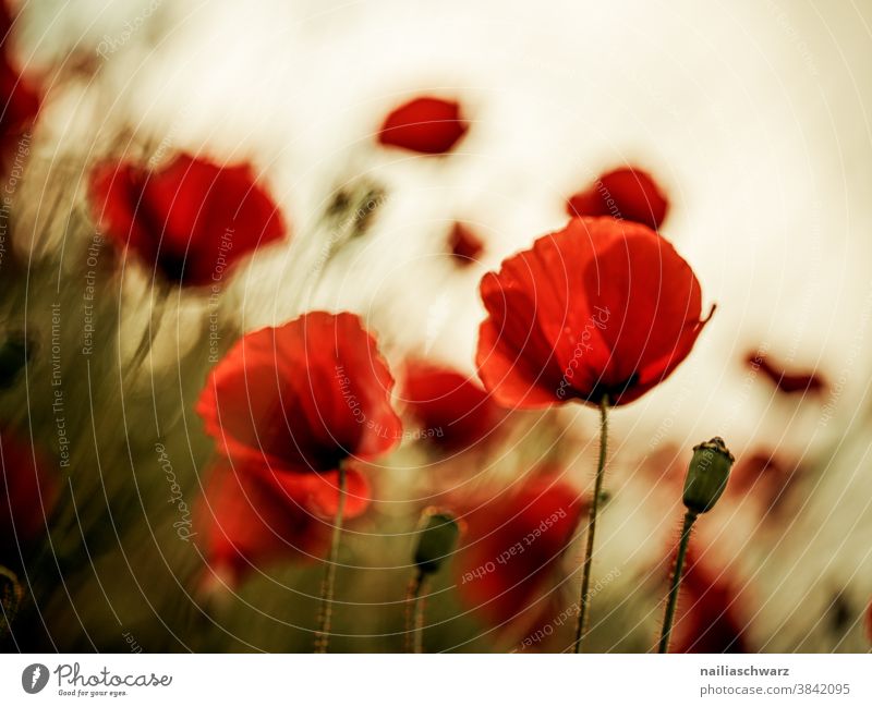 Mohnfeld Blume Garten Sonne Feld Wiese Gras Sommer Blühend blau Idylle Farbe grün rot friedlich Klatschmohn Wiesenblume gartenblume blühen sommerlich