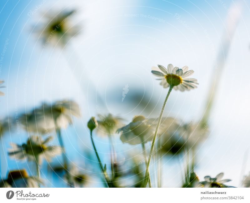 Gänseblümchen Blume Wildblume Blüte Blatt Wachstum natürlich Detailaufnahme Frühlingsgefühle Garten Sommer Unschärfe schön Blühend Makroaufnahme