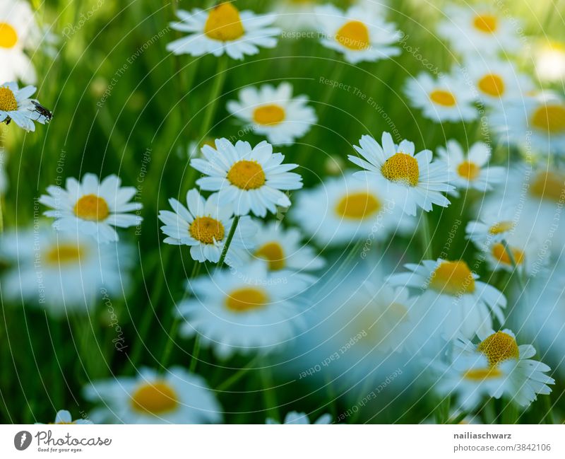 Gänseblümchenfeld Feld Himmel Korbblütler Botanik farbenfroh Frühlingstag Hintergrund neutral frisch Frühlingsblume Frühlingsfarbe pastell zart Nahaufnahme